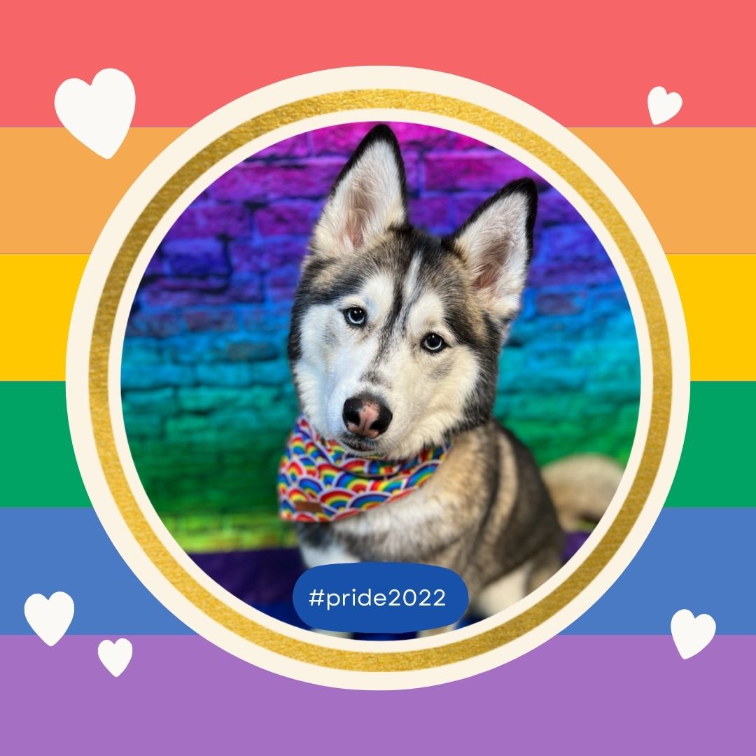 Dog_Daycare's tweet photo. At Dogtopia we are proud to love! 💕
#Pride2022 #LoveIsLove #ItsTheMostExcitingDayEver https://t.co/NgNzZl0tSQ