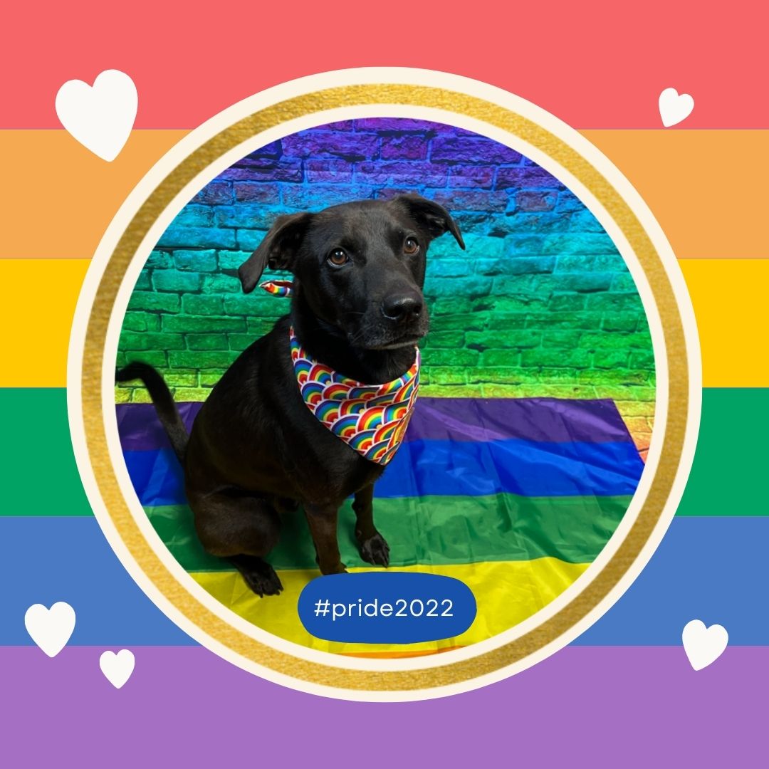 Dog_Daycare's tweet photo. At Dogtopia we are proud to love! 💕
#Pride2022 #LoveIsLove #ItsTheMostExcitingDayEver https://t.co/NgNzZl0tSQ