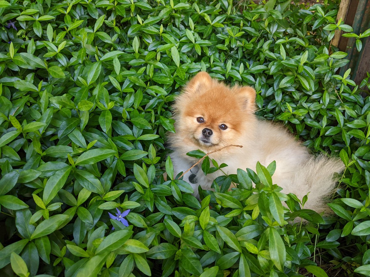 odiesislandlife's tweet photo. Odie loves laying in this patch 😍 and look who arrived at 6 am 🤣 #chase #odiesislandlife #imaflower https://t.co/LcdYgOLl9o
