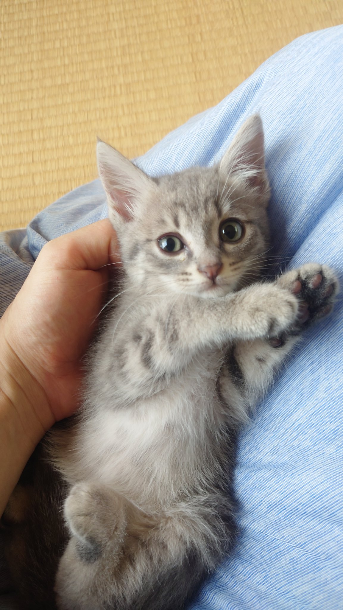 べるとくら Neko おはようございます こう見えてお転婆に育ってます 子猫 ねこ 猫は癒やし T Co Seyhidt4zg Twitter
