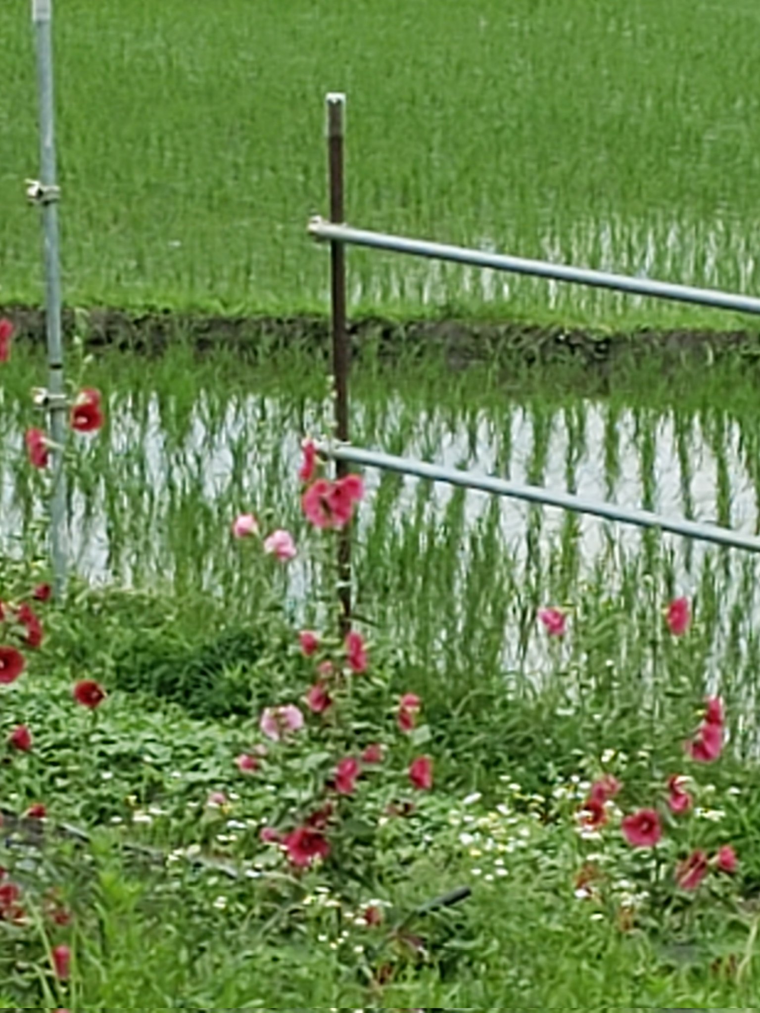 トリコ 花言葉研究家 おはようございます 今朝は 素晴らしく 晴れています 朝日を浴びると 元気が 湧いてきます 今日も 笑顔で頑張ります タチアオイの花言葉 豊かな実り 野望 最古のハーブの一種 てっぺんの花が咲くと