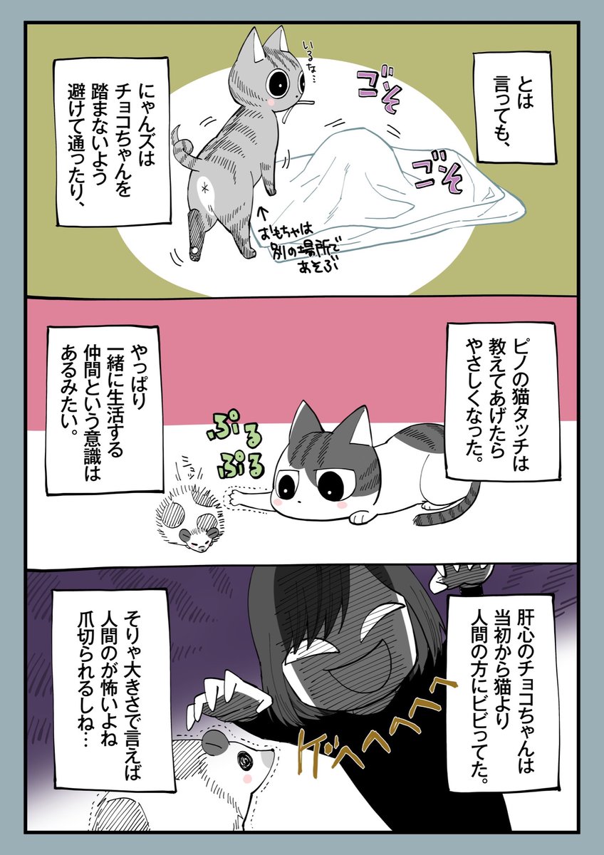ポケモン 16 猫とハリネズミを一緒に飼ったら それから これで猫とハリネズミ終わりです ミナミ 廃妃 巻8 12発売の漫画