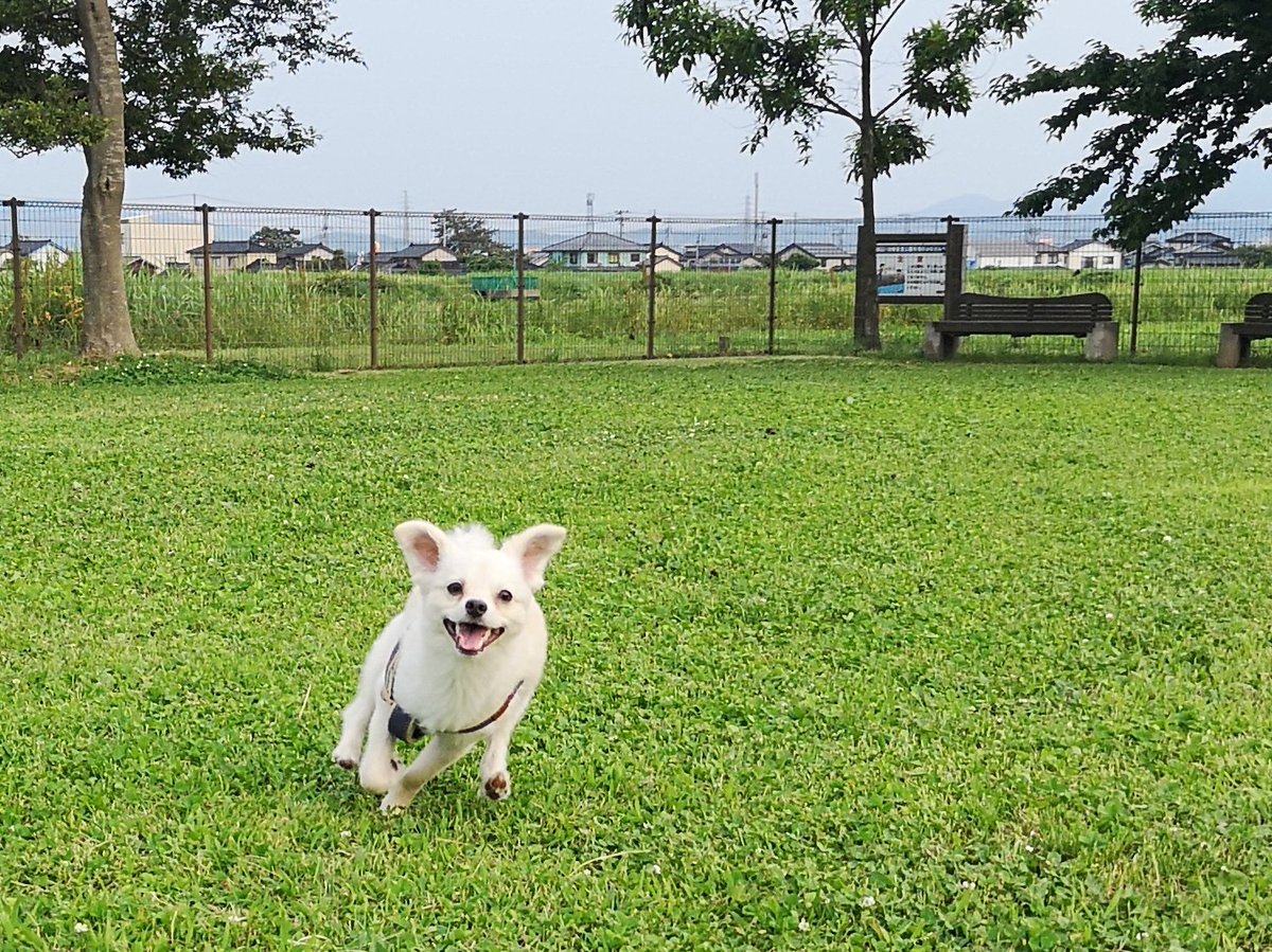 ポメチワちゃちゃ丸🐶ポメてんてん🐶 (@YXnPWYHjZF9aiKw) / Posts / X