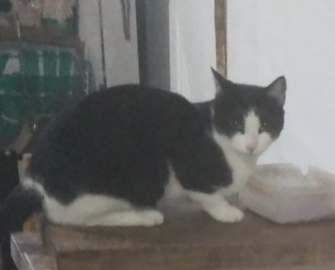BelenMarinelli's tweet photo. URGENTE. Se busca a alguien de un Peugeot 206 gris que levanto una gata negra y blanca que parecía atropellada en 637 y 14.
Sus dueños se hacen cargo y la están buscando desesperados. Contacto Cristian: 221 485 3327.
Contacto de Belén: 2213571250/4910626.
Se agradece difusión. https://t.co/FoBz0preci