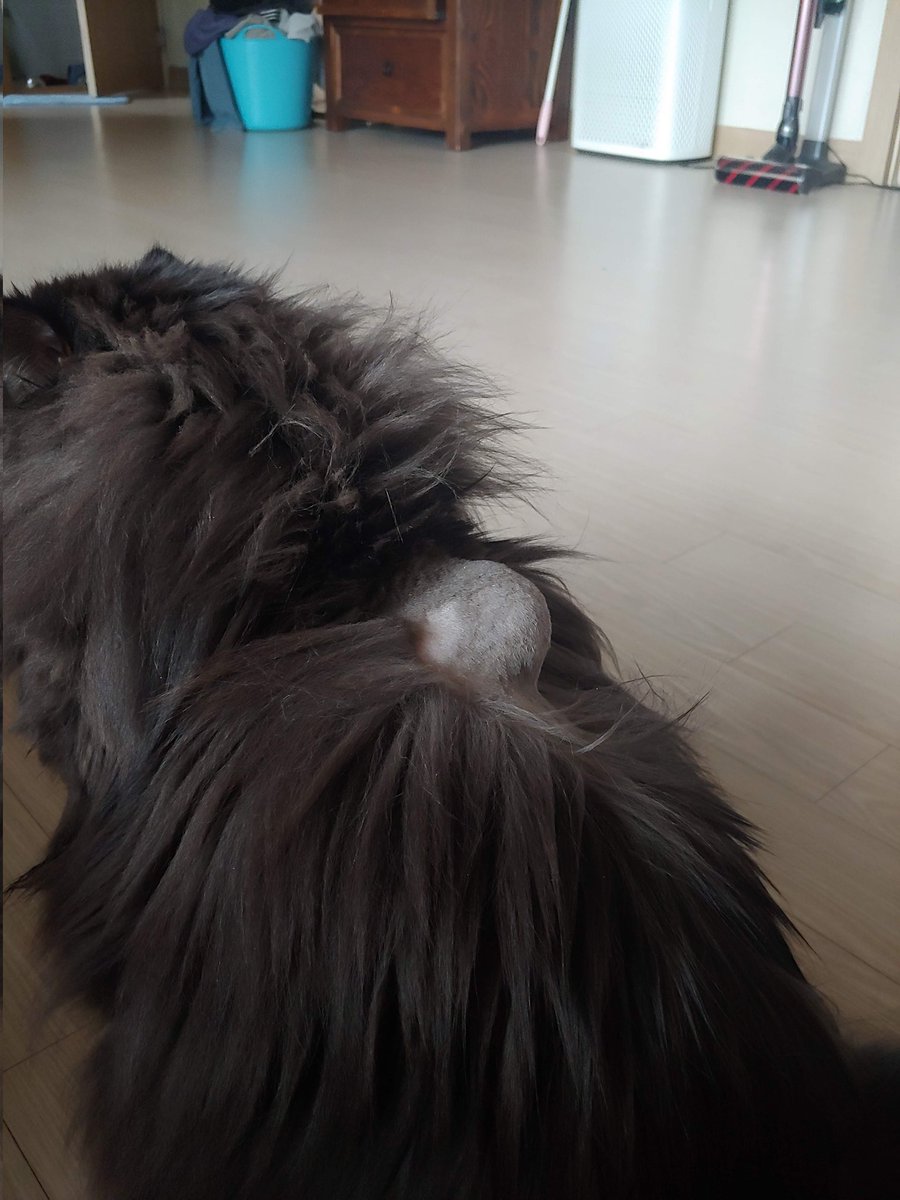 리양이네 tweet media