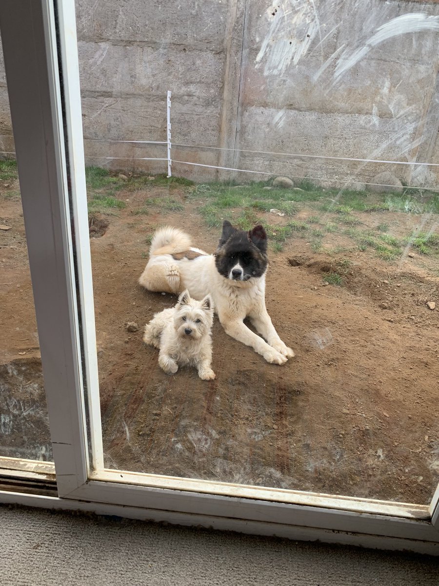 javibertens's tweet photo. Ayuda! Se escaparon mis perros! Maya(akita) y bruno (siberiano) #Valdiviacl sector galilea :( https://t.co/1yUStGYCIh