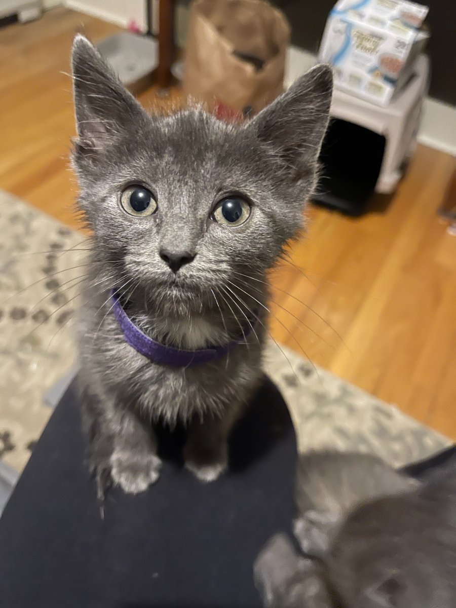 KimCoppervan's tweet photo. I have two wonderful kitties. Looking to add this young man to the mix. Wish me luck! https://t.co/dulYjiKkRB