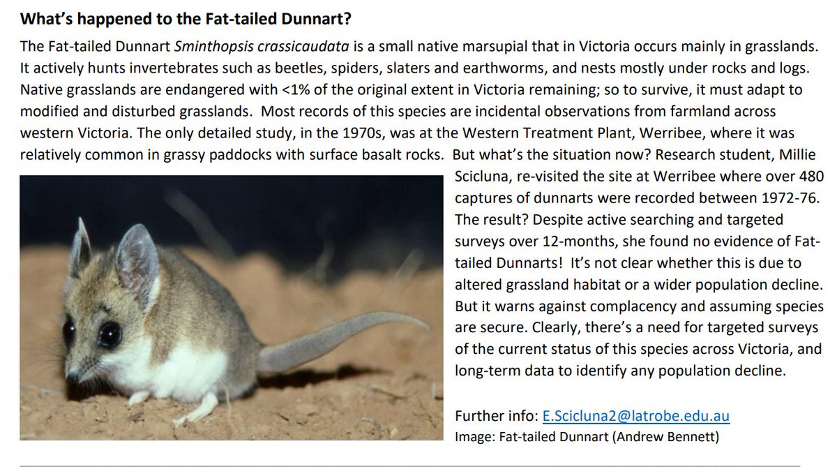 Thank you for featuring my #PhD #research in the Research Centre for Future Landscapes e-News! 
'Knowledge and solutions to create healthy landscapes for people and nature' @latrobe @LTUresearchers #futurelandscapes #conservation #fattaileddunnarts #marsupials #threatenedspecies