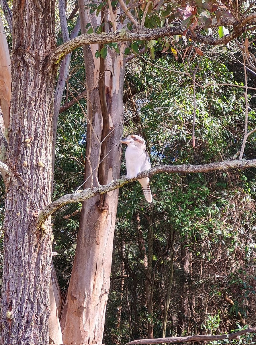fanbirdthoughts's tweet photo. I'm sure this kooka was posing for the camera https://t.co/ZgvWdQg7sV
