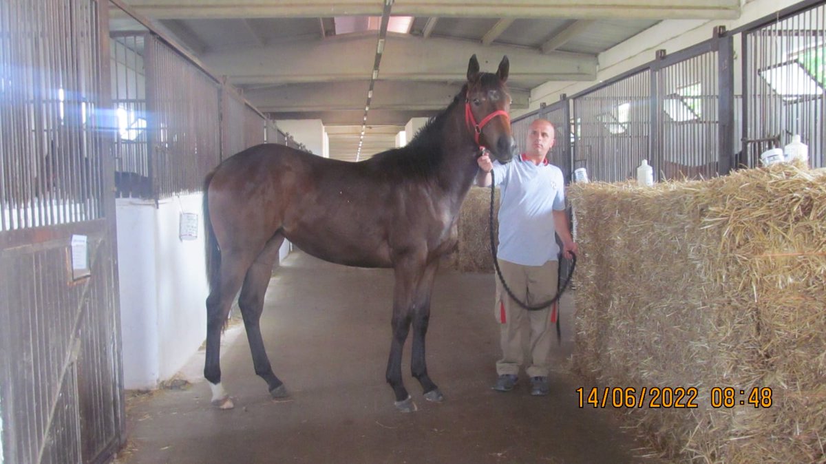 Papa clem - Queen of brothers 2021 dişi tayımiz satılıktır Karacabey de bulunmaktadir fiyatı 250000 TL dir