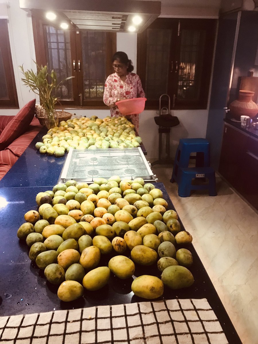 homoeoclinique's tweet photo. When your kitchen becomes #AamKhana Second installment of mangoes from my village in Bihar. This time it’s Danka /Maldah and Shabuja #BiharConnection https://t.co/JbDDuvuSWZ
