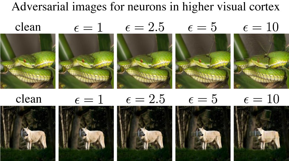 Is it possible that adversarially-trained DNNs are already more robust than the biological neural networks of primate visual cortex? Here is a short thread for our #ICML2022 paper arxiv.org/pdf/2206.11228…. 1/8