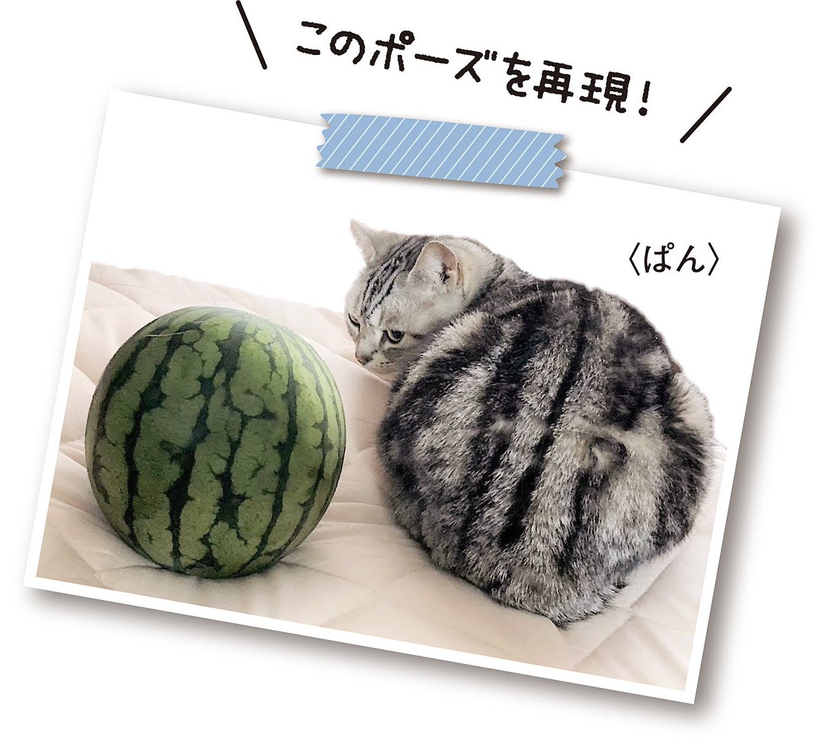 【無限なでなで欲求、叶えます】

呼んだかニャ?とお尻ごしに振り返る猫さんのがま口ポーチが完成!
猫さんの細かな毛流れや耳毛まで繊細なタッチで再現。

両手にころんとおさまるサイズでいつでもどこでも猫尻を愛でてくださいニャ💕

⇒詳しくはhttps://t.co/lu8za7mbNr 