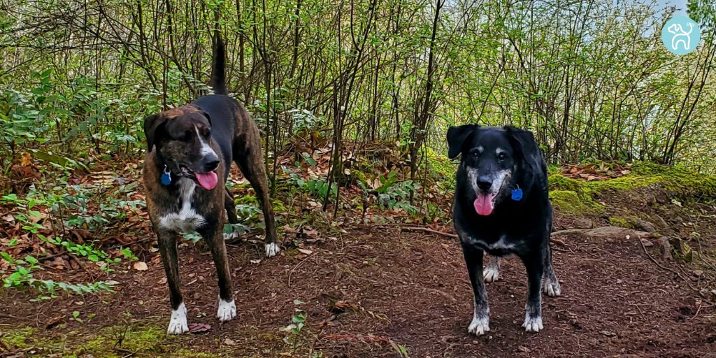 JWagable's tweet photo. Believe it or not, this is our backyard. #PNWDogs #LuckyPups https://t.co/DI1FsC1nav