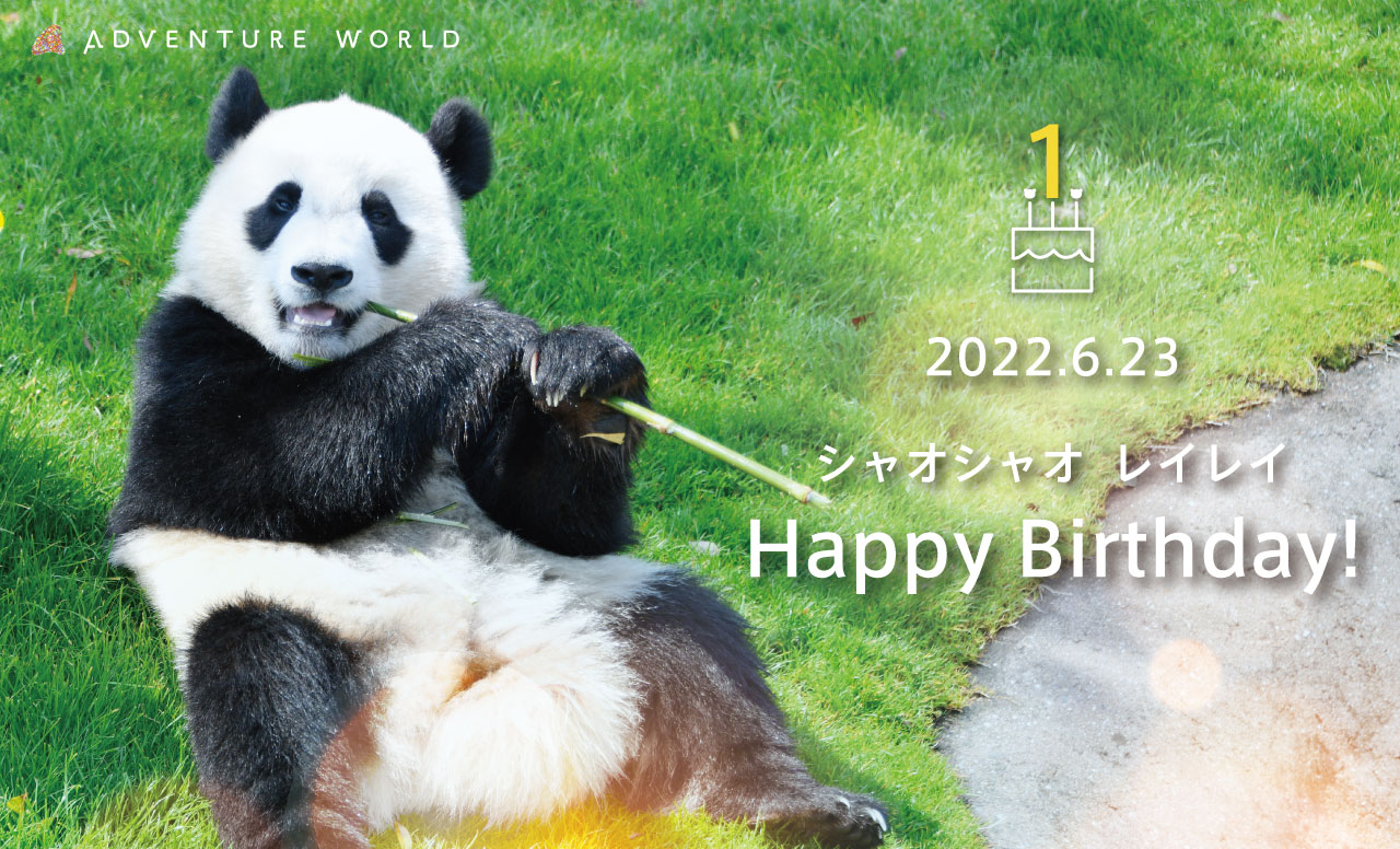 アドベンチャーワールド 公式 恩賜上野動物園のふたごのジャイアントパンダ シャオシャオ レイレイ 1歳のお誕生日おめでとうございます たくさんの愛情に包まれ これからもますます元気に健やかに成長されますよう心よりお祈りいたします 和歌山