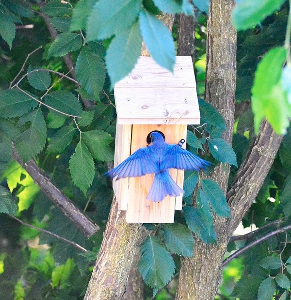 New artwork for sale! - "Beauty of the Bluebird" - fineartamerica.com/featured/beaut… @fineartamerica