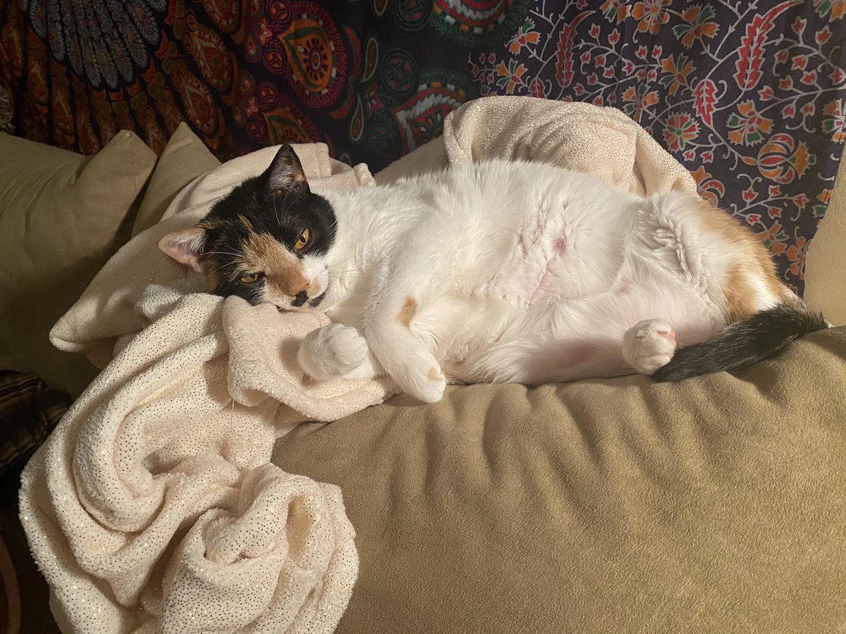 brooklynalyssa_'s tweet photo. thanks for getting me through college and major events, I couldn’t have asked for a better pet. your unique scream meow will be missed so fucking much https://t.co/Wb5I9w2WS6