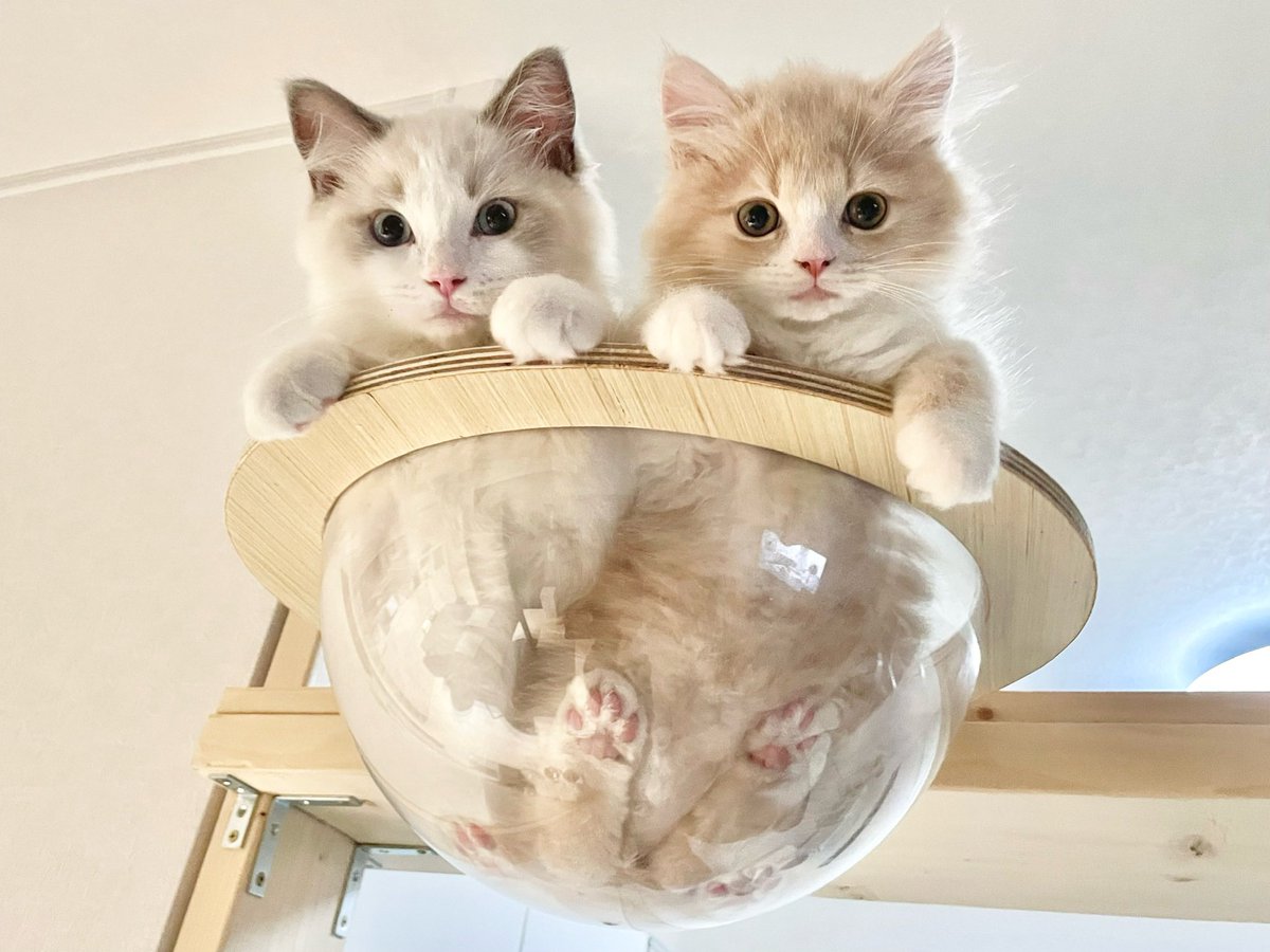 タグ ラガマフィン の注目ツイート メガとんトラック