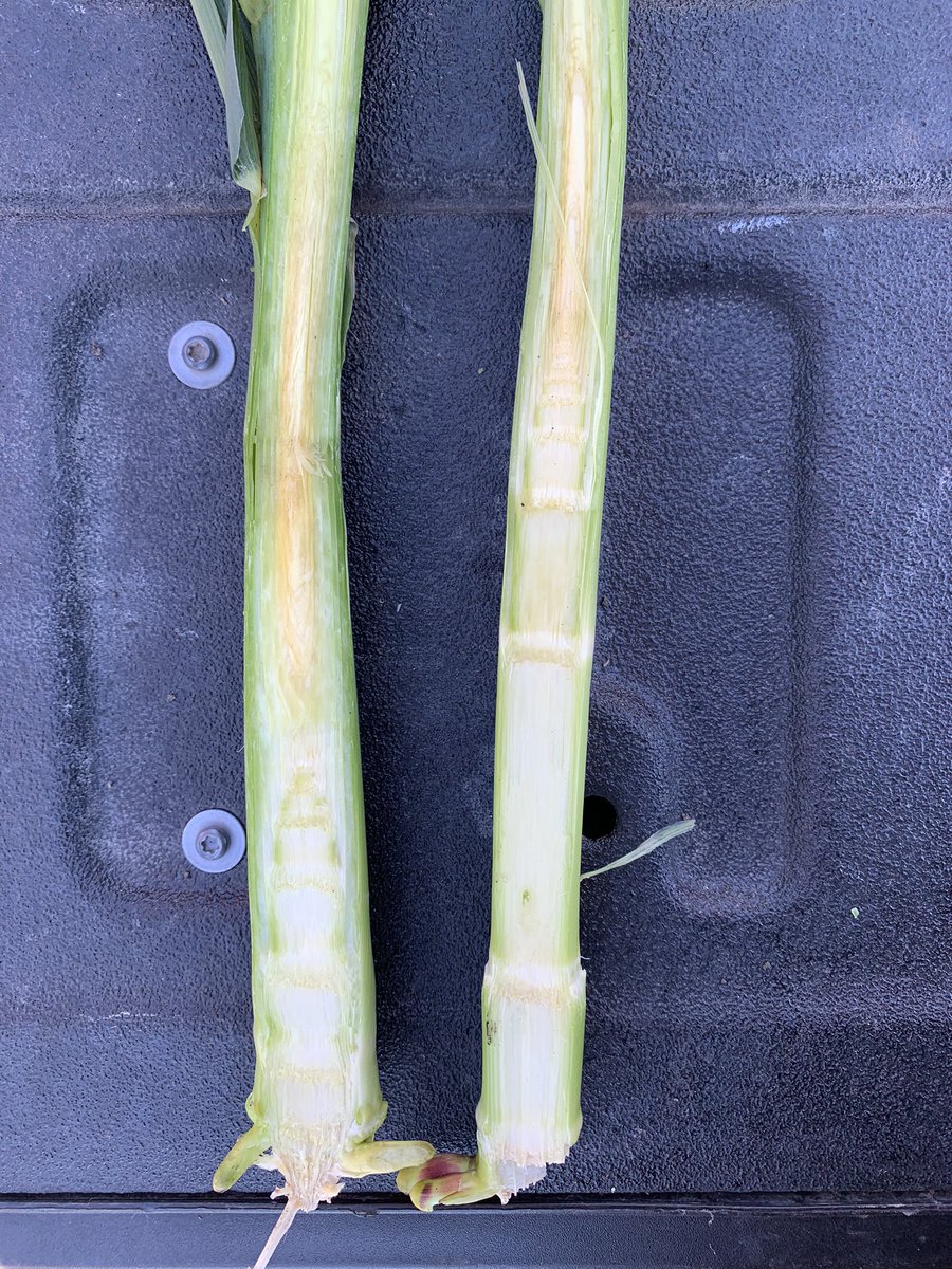 rachel_willis_'s tweet image. Checked out some #SmartCorn with @MhschuMark and @mark_girone94. The differences aren’t very visible from the road yet but splitting the stalk revealed some pretty stark differences.