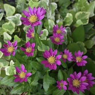 OONs5QYe7Vbe8Hp's tweet photo. ミヤコワスレの花から
おはようございます https://t.co/0eegaR8t8i