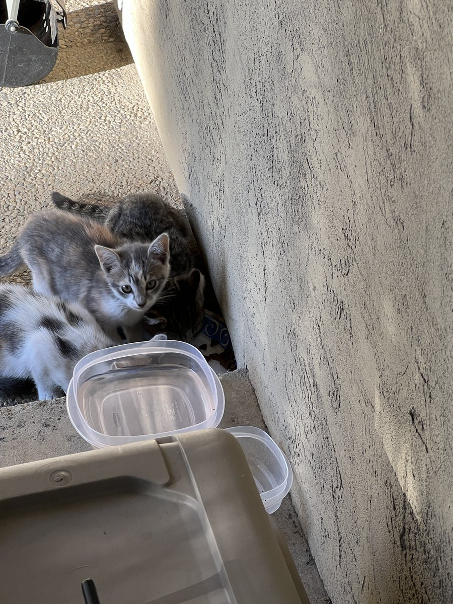 For anyone at #MAS_conf who is curious, this is Moe the cat who lives in San Jose 🤣 <a href="/MoeMKiss/">Moe Kiss</a> <a href="/AnalyticsHour/">Analytics Power Hour</a> (the middle one)