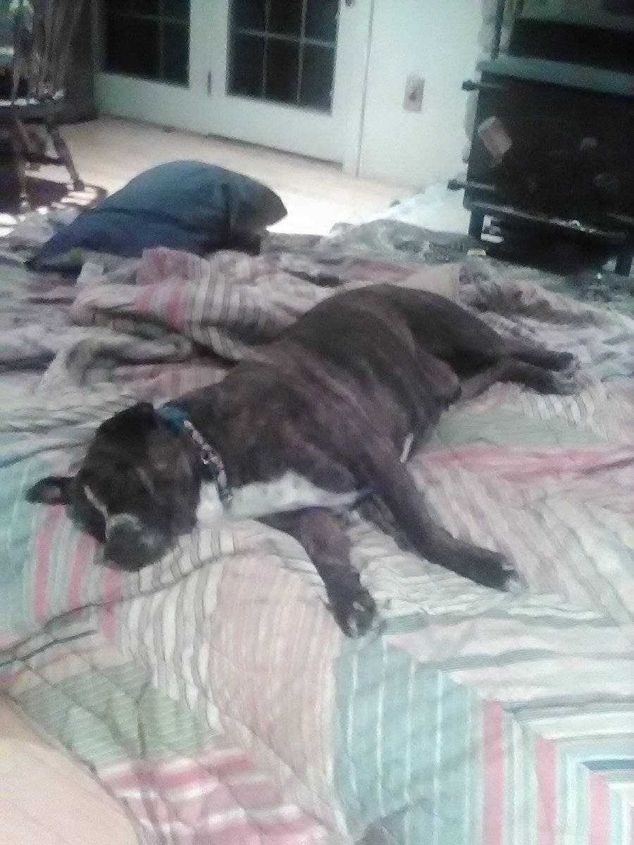 Maxx went to vet for his yearly checkup n weighed in at 110lbs he is one solid dog; vet said he is in perfect health; (he should be i have him spoiled rotten lol) Maxx is happy just by sitting with him he has to be near me all the time; best dog i ever had