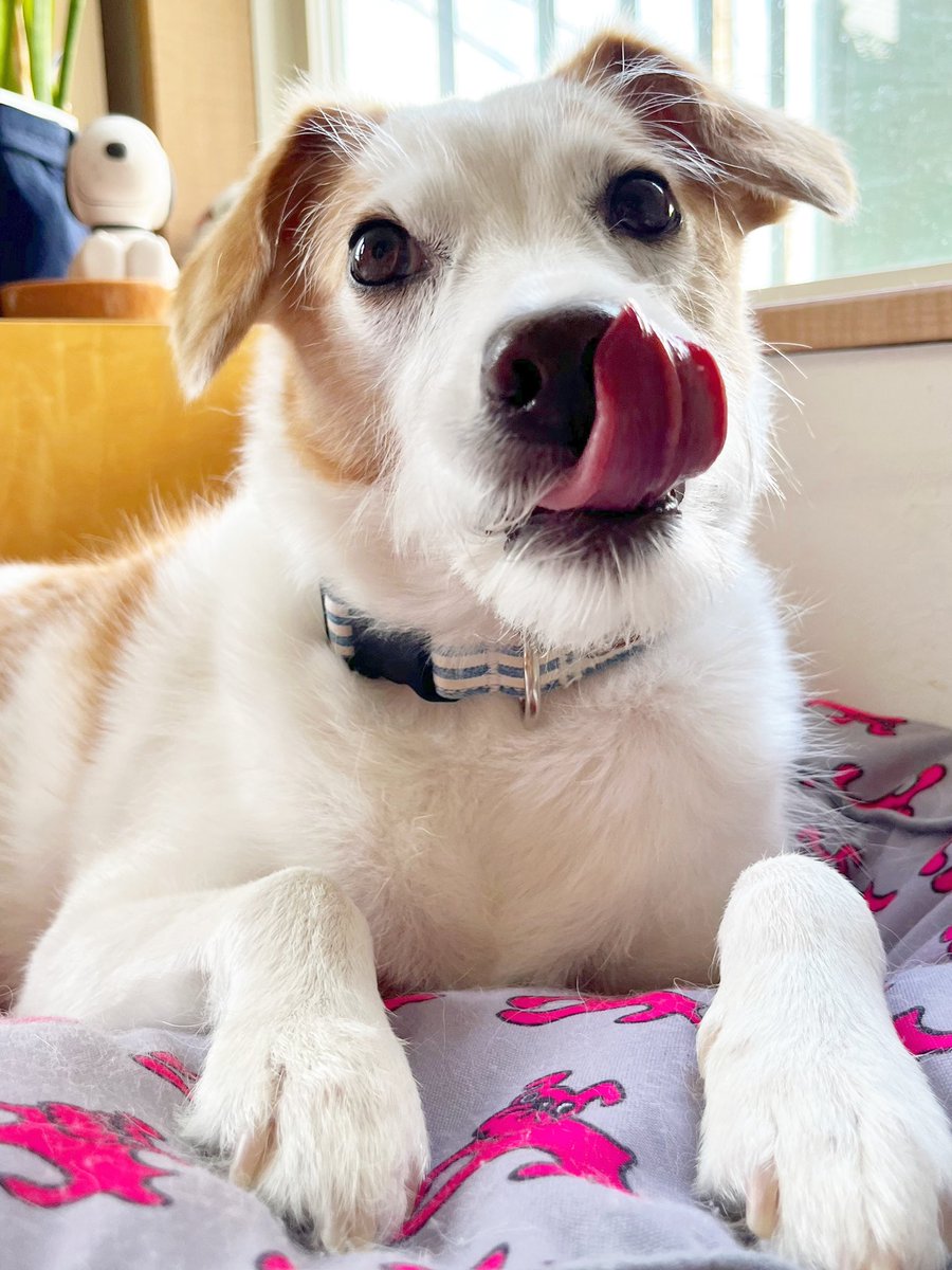 ごちそうさまの犬さん🐾
あとは寝るだけ🐑💤💭
#犬好きさんとつながりたい
#犬好きな人と繋がりたい