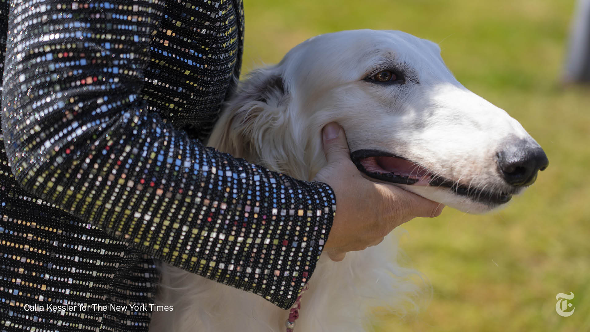 Is The Westminster Dog Show Live