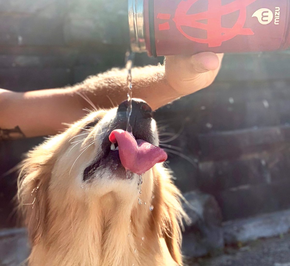 MizuLife's tweet photo. Dogs like Mizu just as much as we do. Give your puppy some love today, and make sure to keep them hydrated in these hot summer months! 🐶

#mizulife #liveoutdoors #puppylove #hydration #adorable #dogs https://t.co/Vcn2gRZAi6