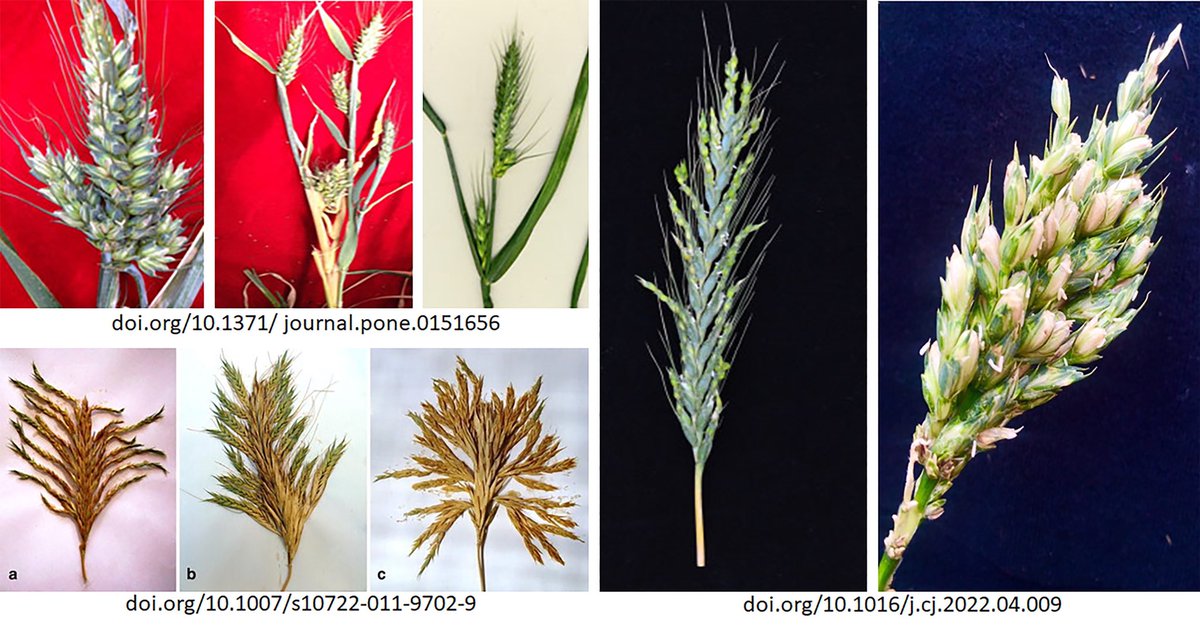 Liuling Yan tweet media