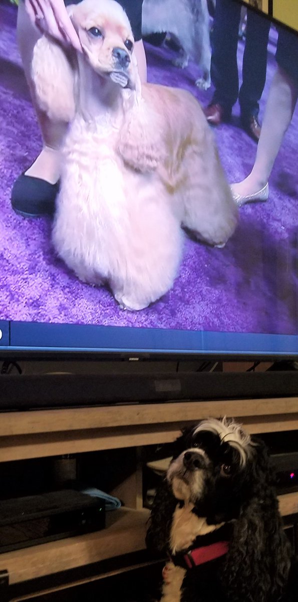 Rascal_Spaniel's tweet photo. As usual, we are rooting for the spaniels tonight! ❤️🐾🐾#WestminsterDogShow #dogsoftwitter #cockerspaniel https://t.co/dmqC5baQV5