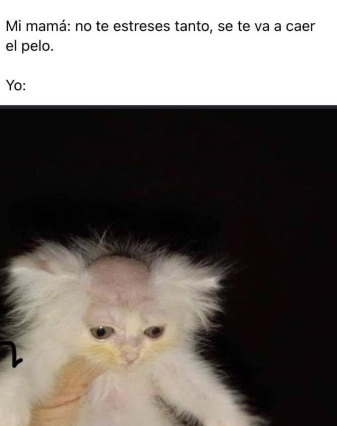 Кот с бритой головой