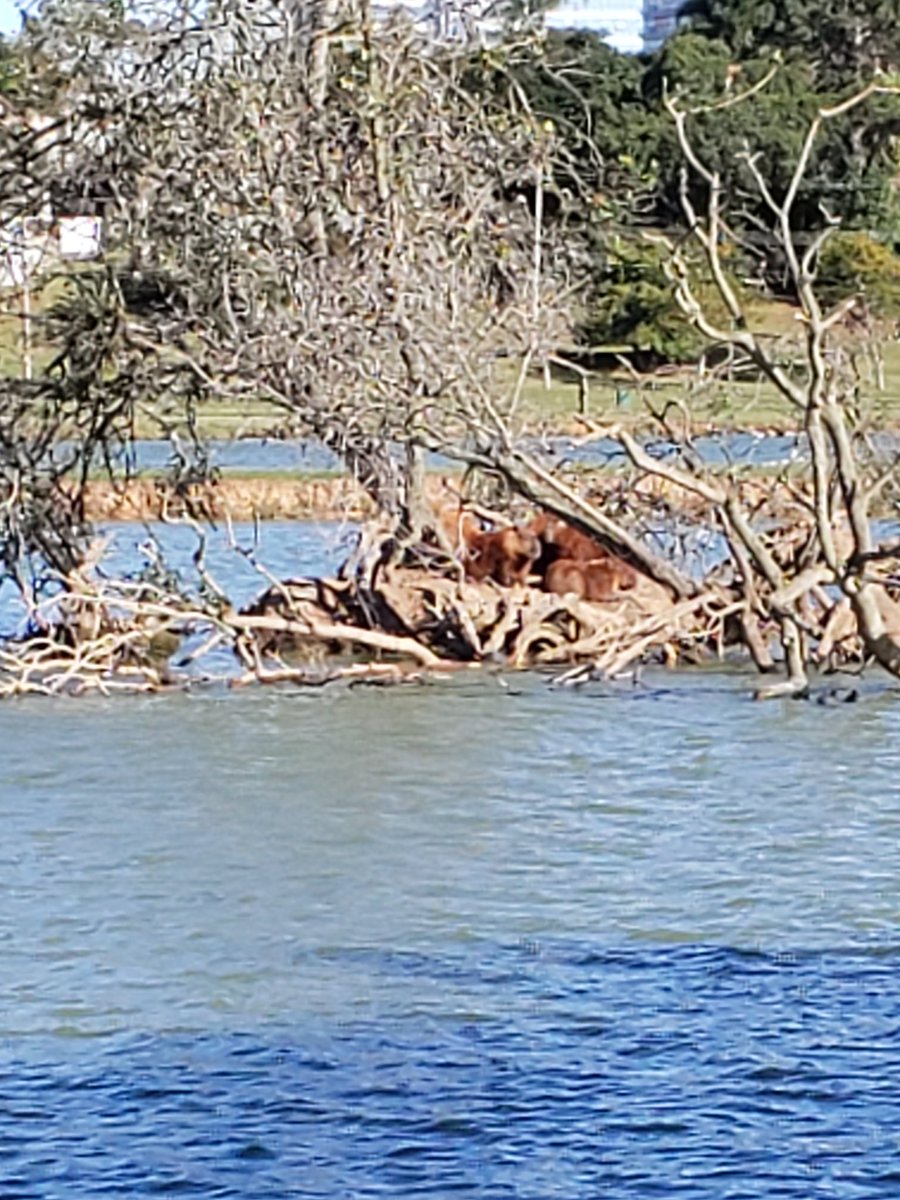 supa_phi's tweet image. 