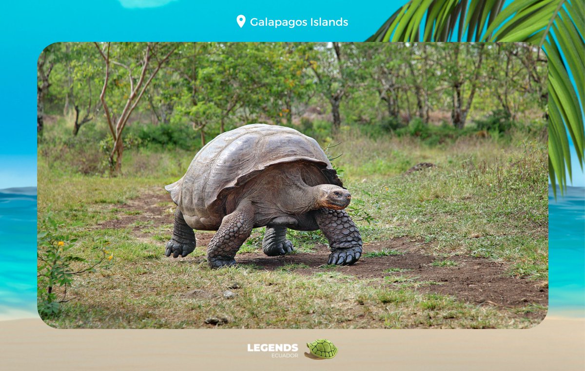 legendsecuador's tweet photo. The Galapagos Giant Tortoise 🏝️🐢

🐢 Scientific name: Chelonoidis
🐢 Total species: 11
🐢 Habitat: Galapagos endemics in Ecuador
🐢 Weight: Up to 507lbs
🐢 Feeding: Herbivore
🐢 Life expectancy: Up to 150 years

Have you seen one in real life?🤩💚 https://t.co/O81Ai4A4Yi