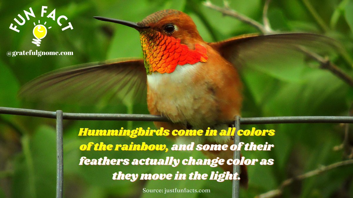 GratefulGnome's tweet photo. It's Fun Fact Wednesday!
Expand your knowledge with this fun fact!😊
#funfacts
#hummingbirdfacts https://t.co/DXS1PW48M1