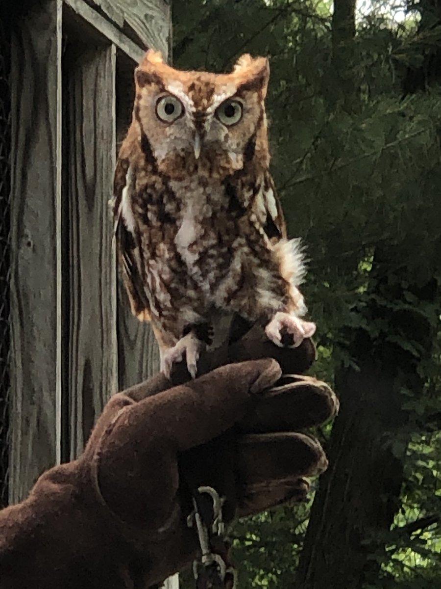 CCPSESOLTeam tweet media