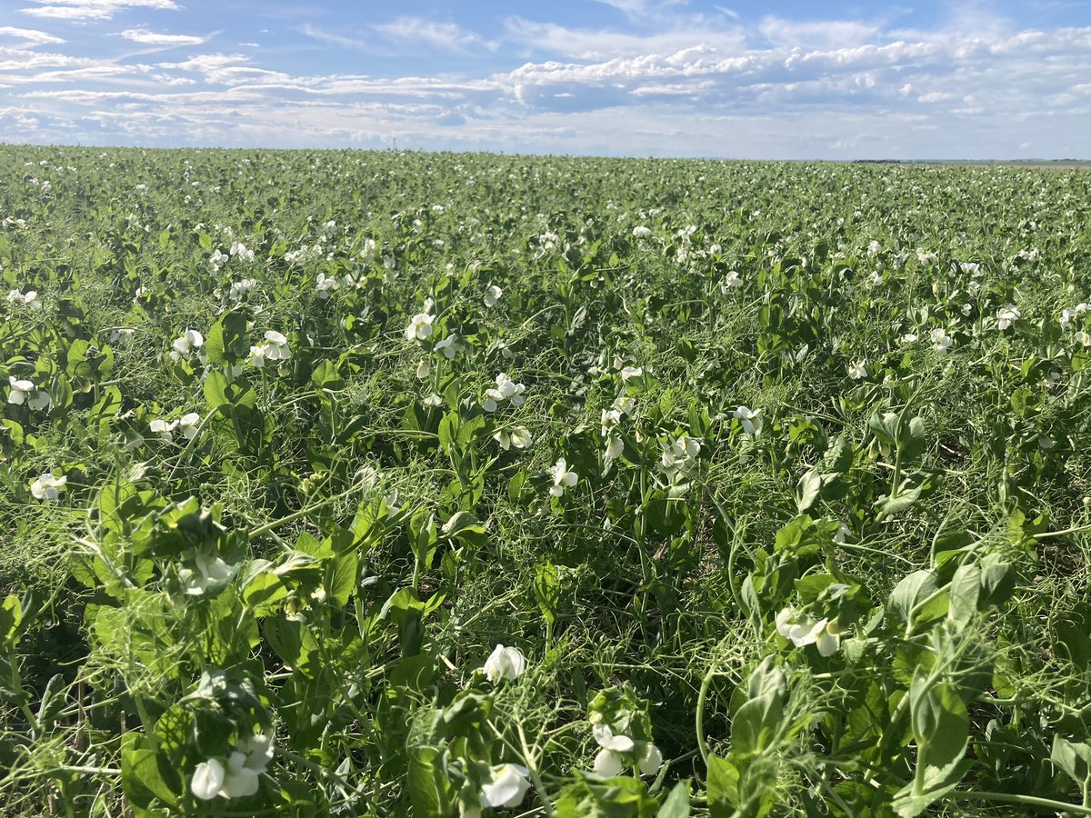 AlanKaderAg's tweet photo. Peas are flowering in Southern Alberta. Make sure you are actively scouting and utilizing effective modes of action. #Dyax #Cotegra @BASFAgSolutions https://t.co/YpdZs5uigB