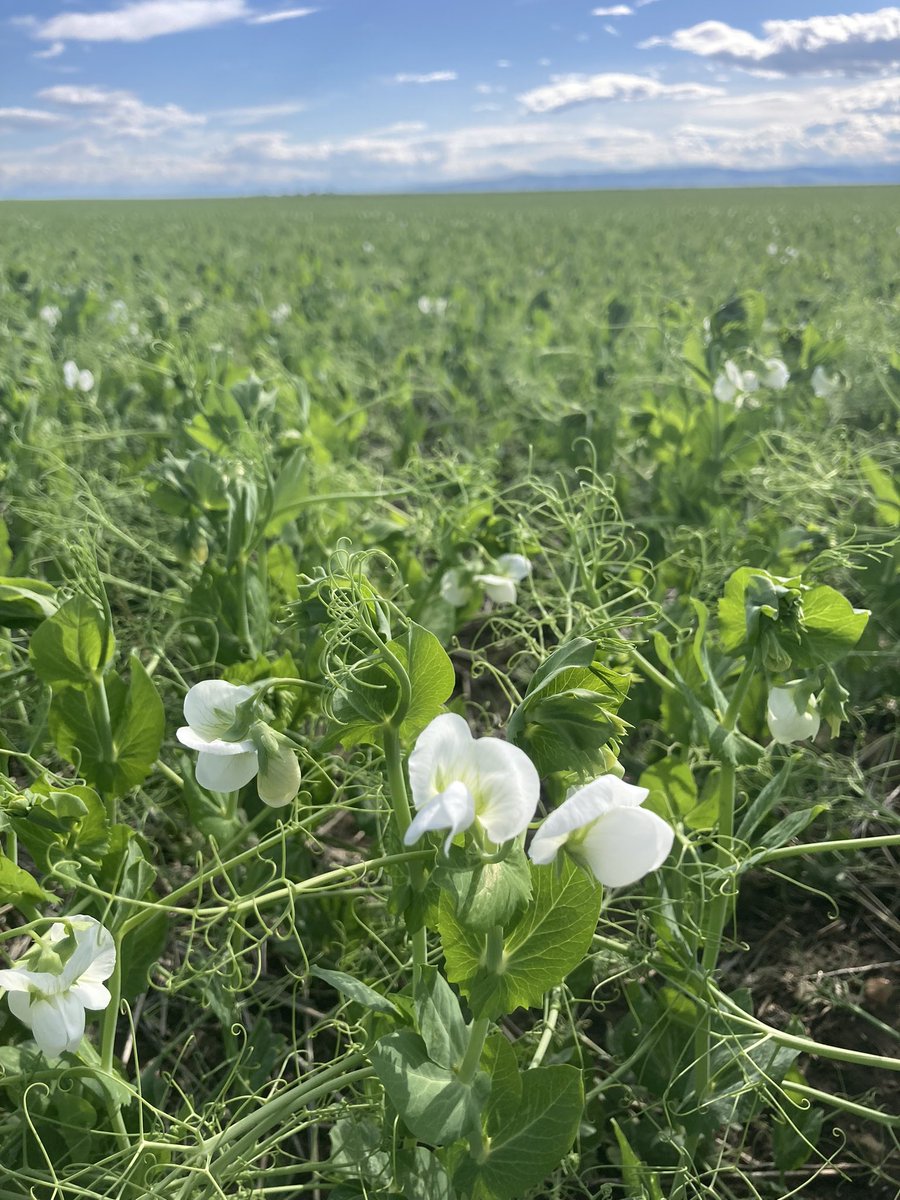 AlanKaderAg's tweet photo. Peas are flowering in Southern Alberta. Make sure you are actively scouting and utilizing effective modes of action. #Dyax #Cotegra @BASFAgSolutions https://t.co/YpdZs5uigB