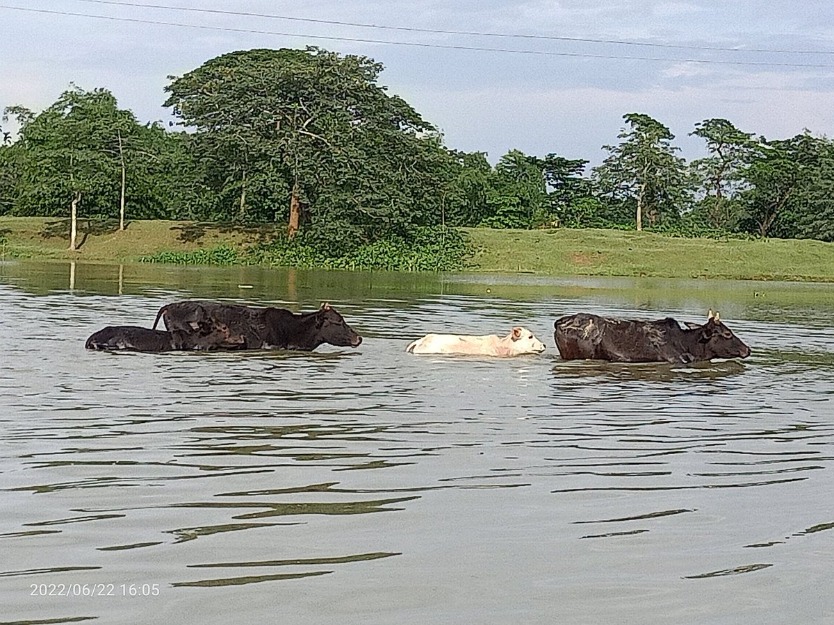 In search of highlands and grazing areas..
#AssamFloods