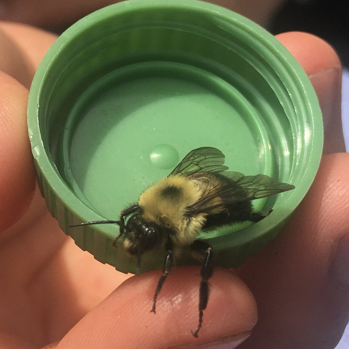 Pollinator Habitat in Log Landings (PHiLL) Project tweet media