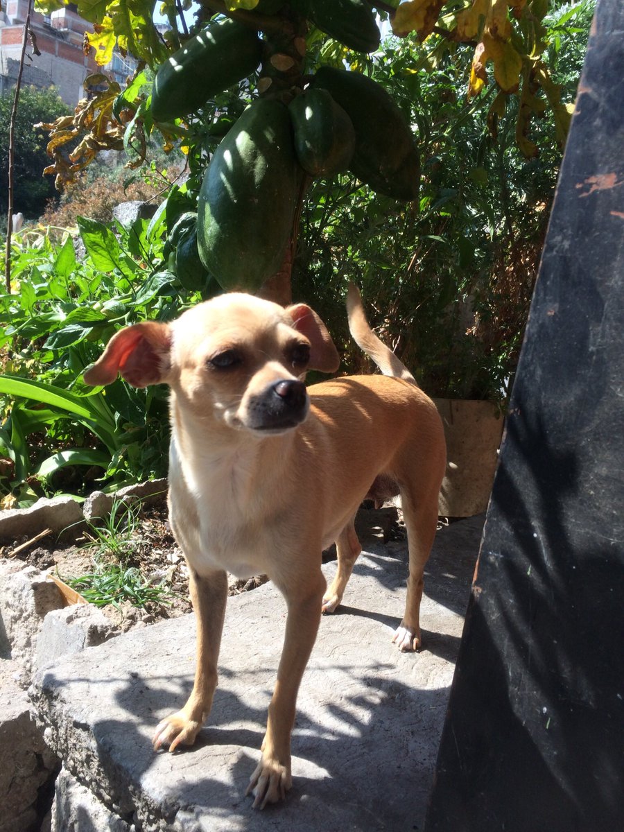 Ferrito Sabanero 🎄 tweet media