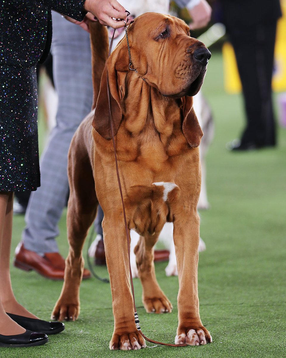 Best in Show Photo,Best in Show Photo by Westminster Dog Show,Westminster Dog Show on twitter tweets Best in Show Photo