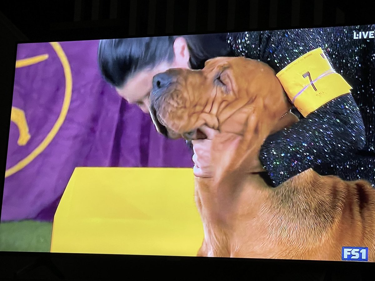 .@WKCDogShow Best in Show is #Trumpet” the #bloodhound