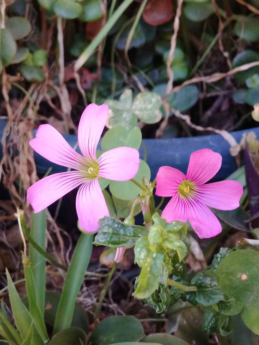 mi jardín ...