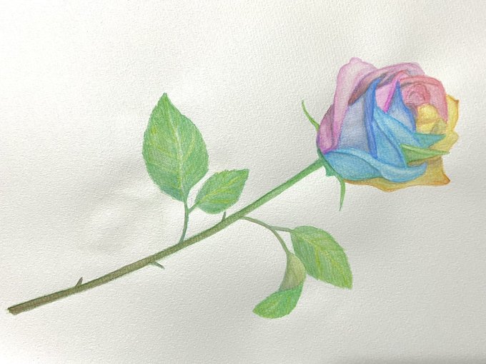 レインボーローズのtwitterイラスト検索結果