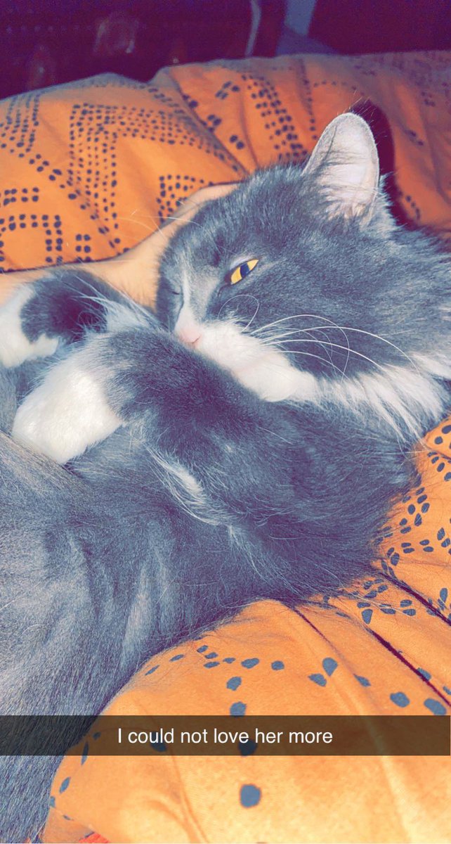 maevelocke's tweet image. This is my girl. She’s 9 but she doesn’t look or act any older than when she was 1. Just wanted to share my best friend with you👯‍♀️ #emotionalsupportanimal #anxiety #reallifestuff