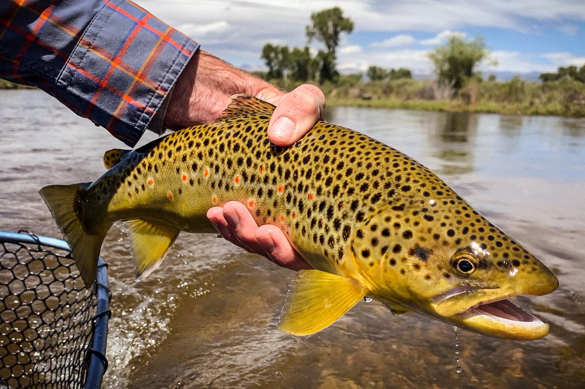 Nice spots on good-looking brown!

Photo by Garrison Doctor 
#RepYourWater #FishExploreConserve #FlyFishing #Explore #fishing #salmotrutta #BrownTrout #flyfish