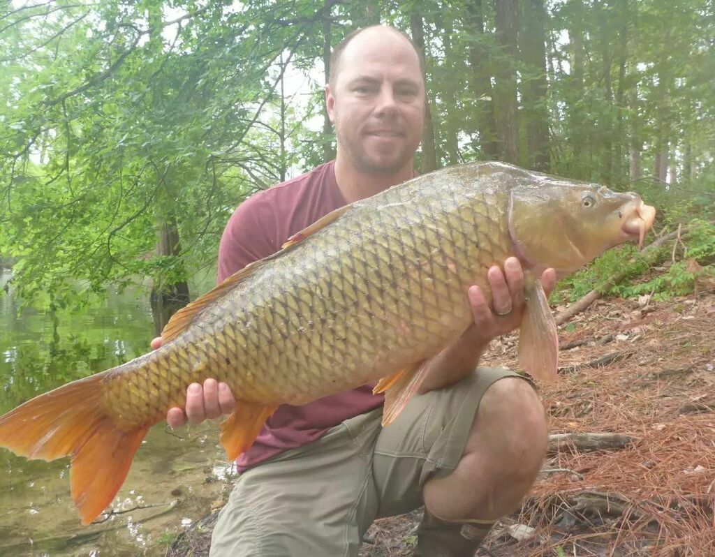 It's been a good long while with all the moving, new job, and rediscovering cajun species. However, I was able to get on some nice #carp after our #toledobend Women's Workshop trip. Really enjoyed my time setting up the old fishing tent, baiting up, and … instagr.am/p/CfIMIwhLQo2/