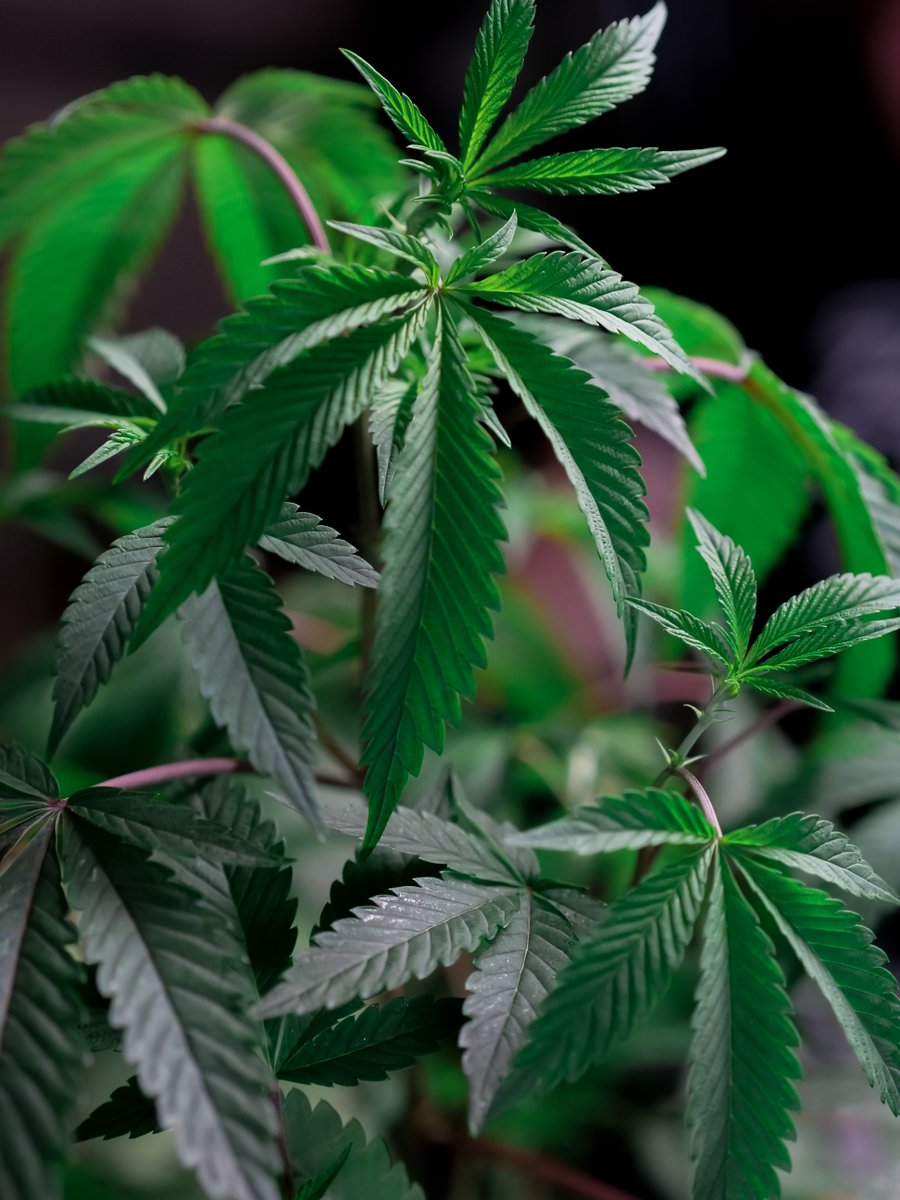 cannabuzzreport's tweet photo. New Federal Bill Protects Native American Cannabis Industries, With a Catch https://t.co/6fJ1dxv0GZ #glassbongs #designerweed #bongstore #cannabismarketing #legalizemarijuana #legalization #420 https://t.co/6Ok3WOtH4o