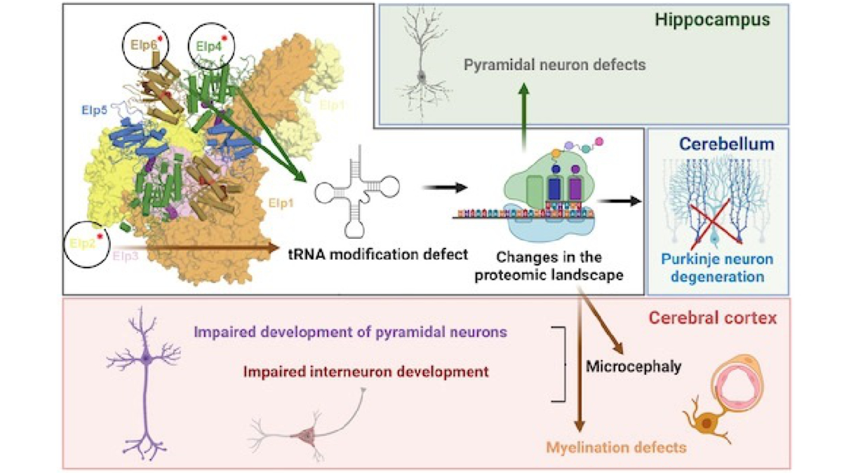 MCB_UJ's tweet photo. 📰What role does a tRNA modification complex, called Elongator, play in brain development? Publication by @MCB_UJ scientists from @GlattSebastian @Struc_biol_PL @SOLARIS_science in @EmboMolMed
Details: https://t.co/8Th1eJYpYn
Full text: https://t.co/pLUt7L47fD https://t.co/QUB6Kib86v